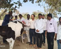 మల్కాపూర్ లో పశువుల కు చికిత్స......