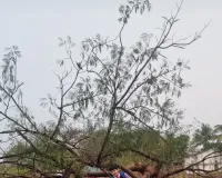 రోడ్డు కు అడ్డంగా విరిగి పడిన భారీ వృక్షం ...