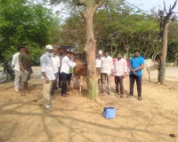 ఎడ్లకు టీకాలు వేస్తున్న గ్రామ సర్పంచ్ కొండగల్ల గణేష్ ....