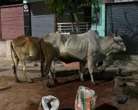 ఆవుల తరలింపు వాహనం పట్టివేత...